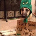 This dog is now my hero. Those Elfs are scary!!!