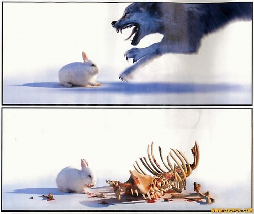 Un lapin sachant chasser un loup n'est pas un vrai lapin - meme