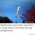 I want a seahorse