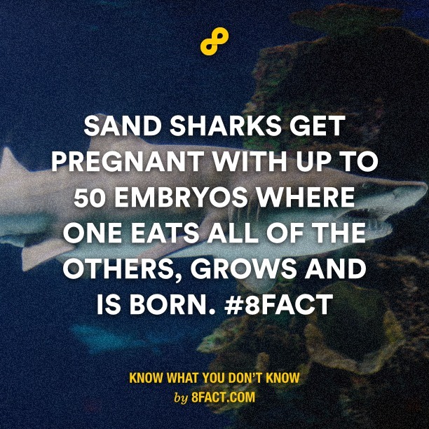 sand sharks - meme