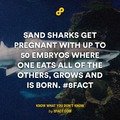 sand sharks