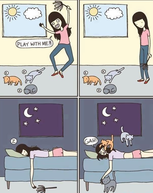 les chats vivent la nuit - meme
