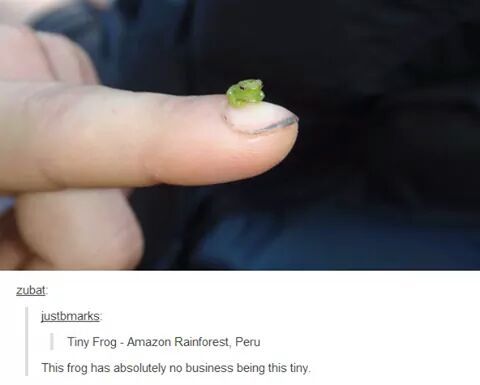 Tiny box Tim's friend: Tiny frog Jim! - meme