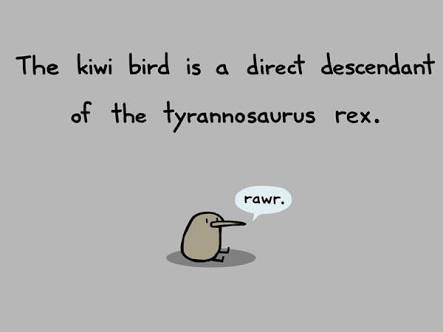 Kiwi Bird - meme