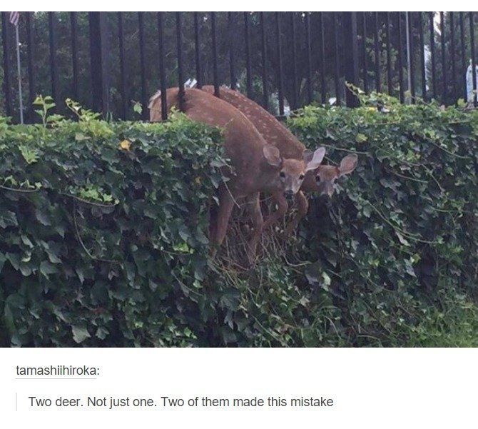Deer: you messed up. I know deer - meme