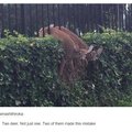 Deer: you messed up. I know deer