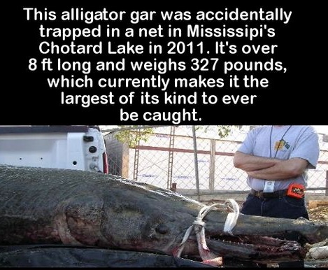 This alligator gar was accidentally trapped in a net - meme