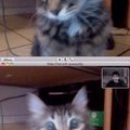 Cat video chat