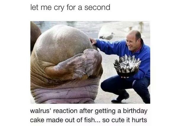Walrus - meme