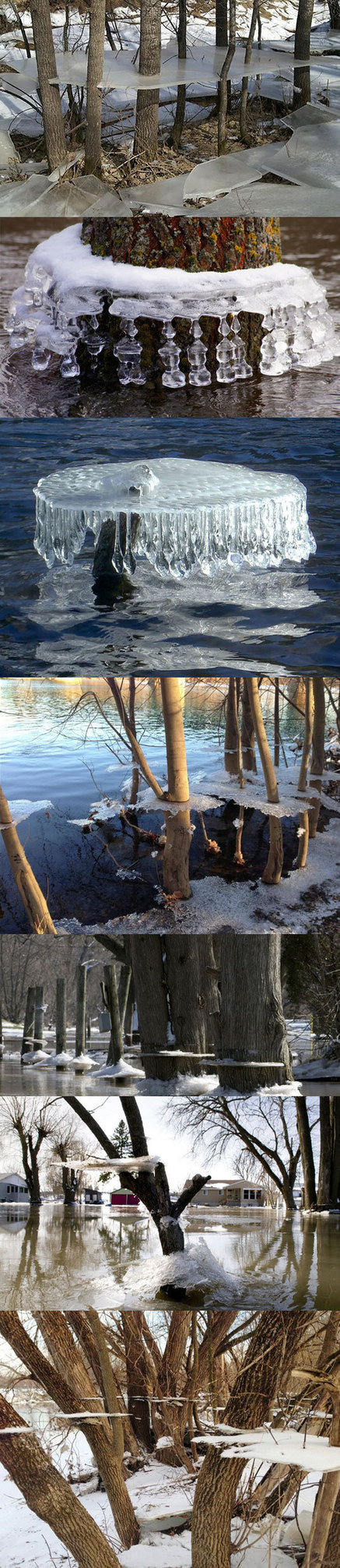Ice Suspended On Trees From Winter Flood - meme