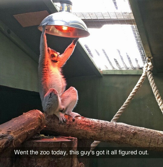 Smart ringtailed lemur - meme