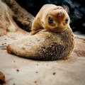 Most marine mammals are very flexible
