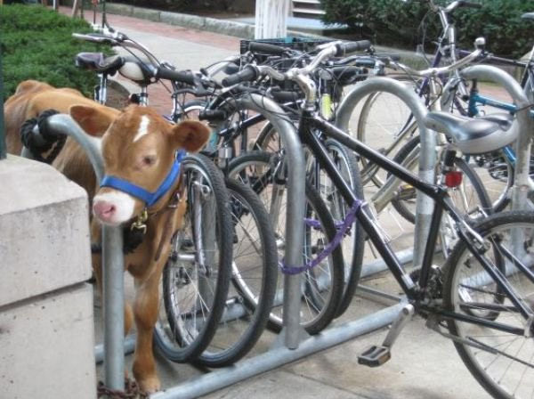 Someone parked their cow at school - meme