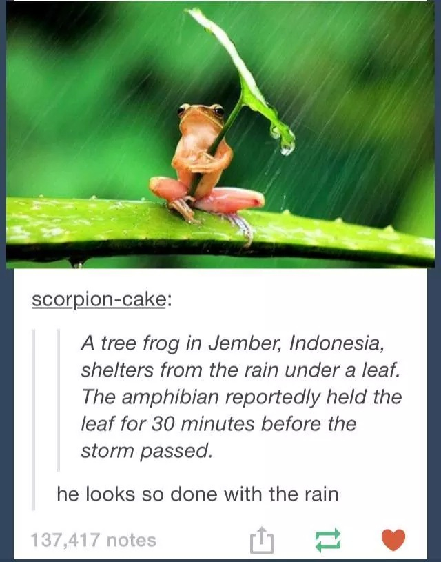 Poor froggy - meme