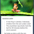 Poor froggy