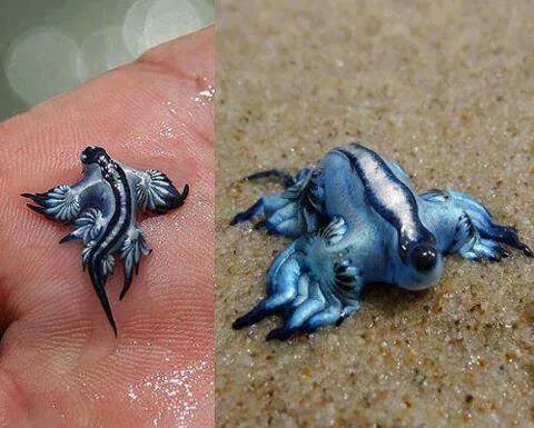 Dragão Azul -um dos moluscos mas raros do mundo- - meme