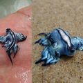 Dragão Azul -um dos moluscos mas raros do mundo-