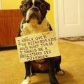 naughty dog :o