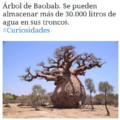 Arbol de baobab