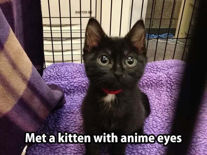 Anime kitten - meme
