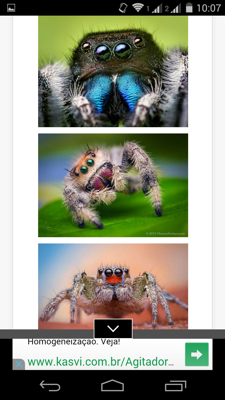 Aranhas saltadoras, minusculas e inofensivas - meme
