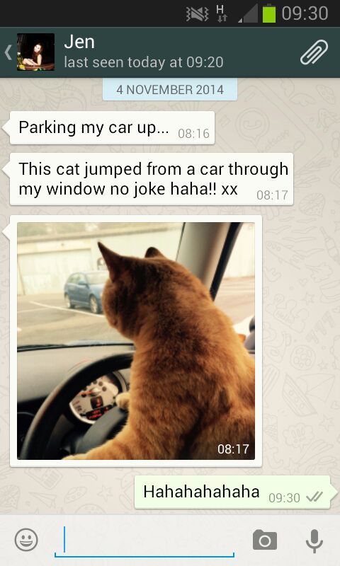 This Cat decided to park my car for me! - meme