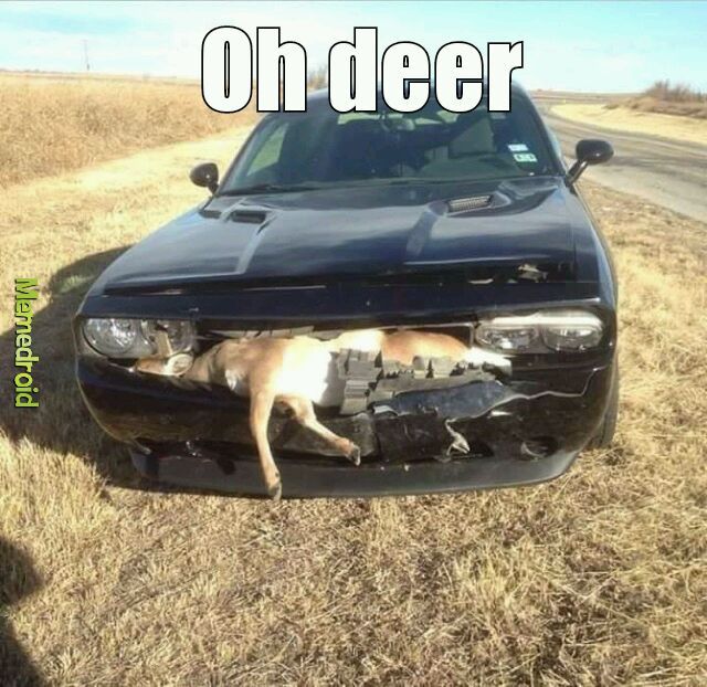 Dodge challenger the deer failed - meme