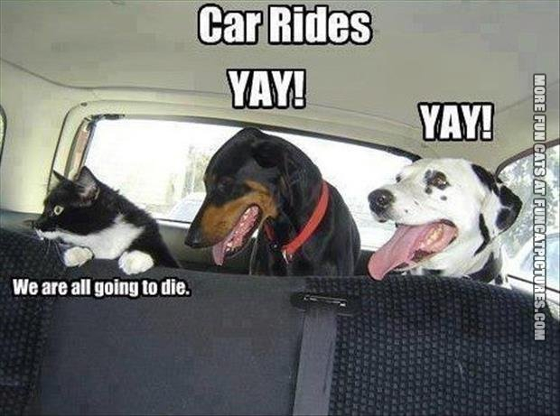 Car rides with pets - meme