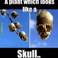 Looks like a skull but really a plant