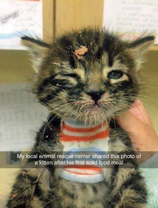 Kitten - meme