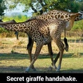 giraffe handshake