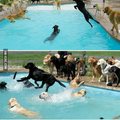 Cão do partido em sua piscina