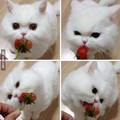 Un chat qui raffole des fraises