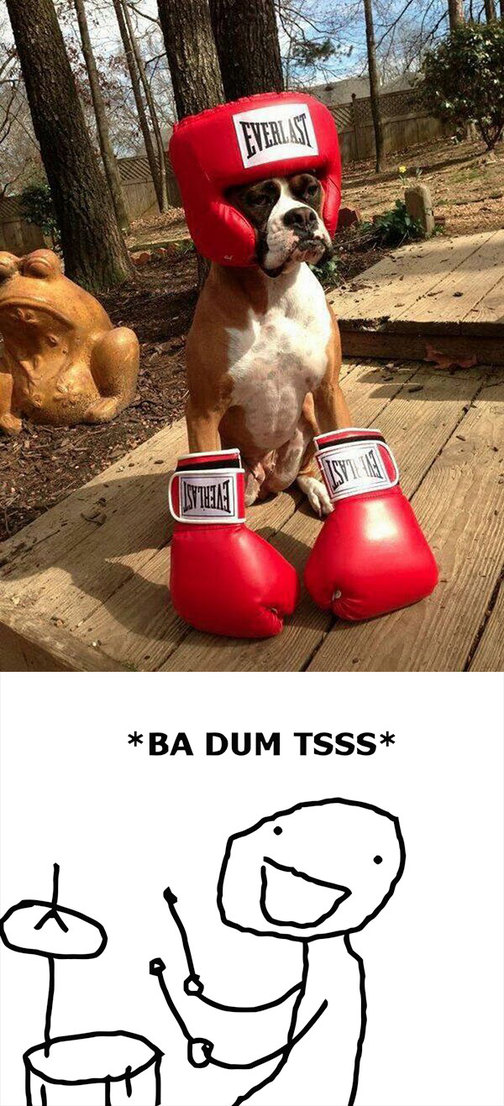Boxer - meme