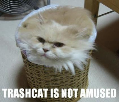 Trash cat - meme
