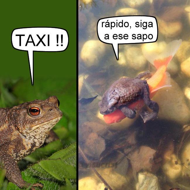Taxi! - meme