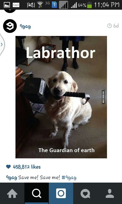 Labrador .. Não, pera - meme