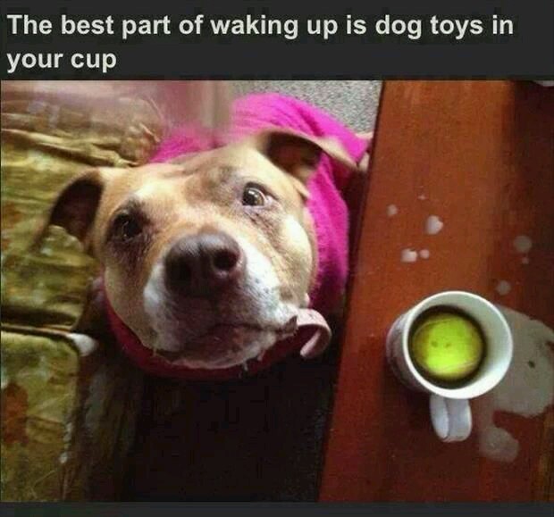 Yes I'd like my coffee with cream,  2 sugars,  and a tennis ball please - meme