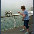 poor pelican
