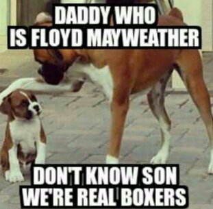 Mayweather is a pussy - meme
