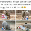 Cute elephant