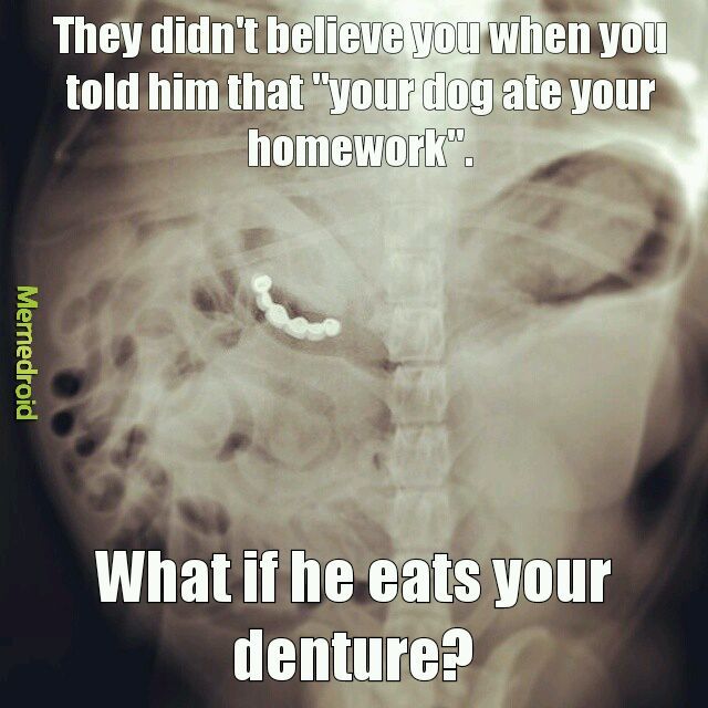 Xray of dog ate a denture - meme