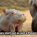 They grow the hippo part later