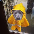 His rain coat is just precious