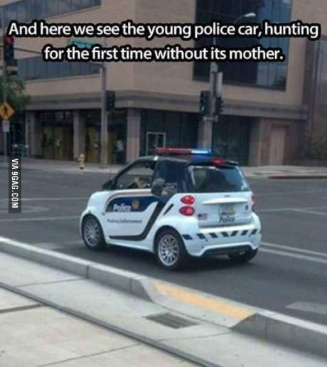a young police car in his habitat - meme