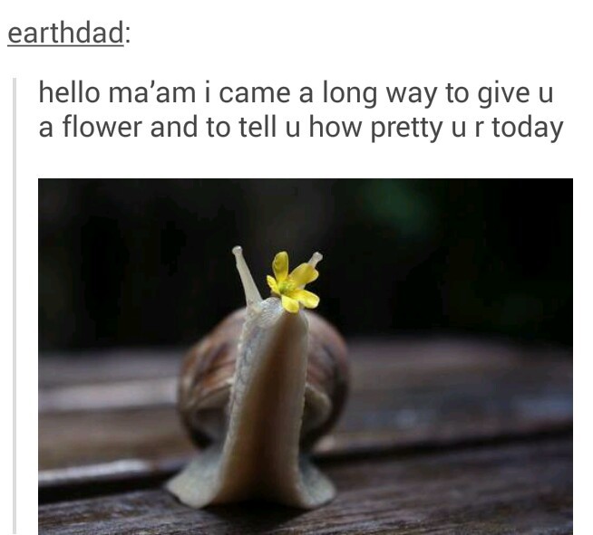 Good guy Snail - meme