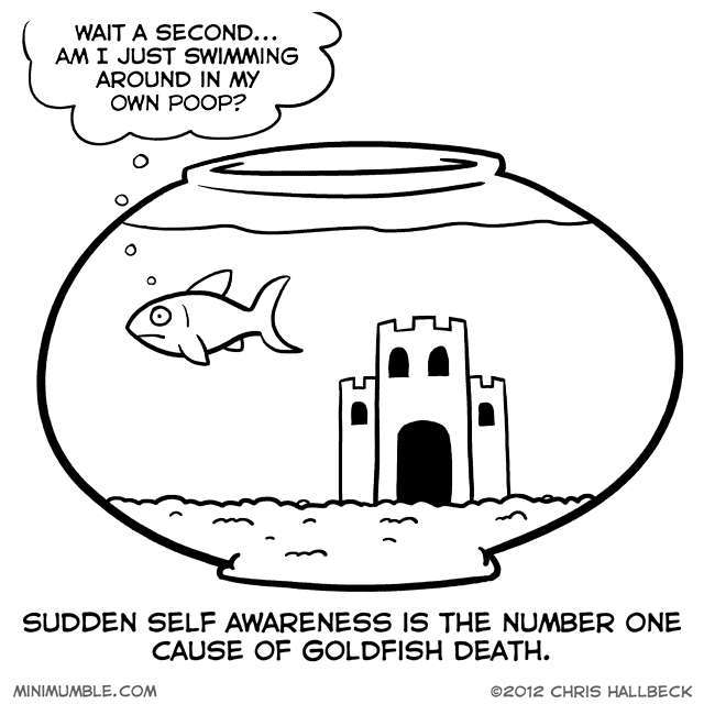 why fishes die - meme