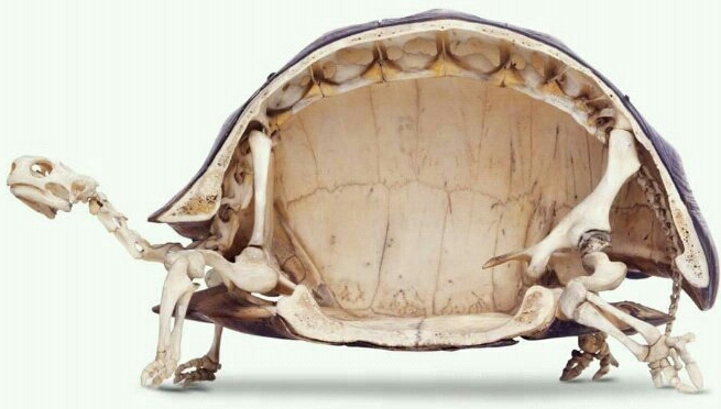 Squelette de tortue - meme