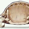 Squelette de tortue
