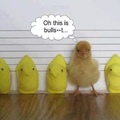 just a chick hanging out with her peeps
